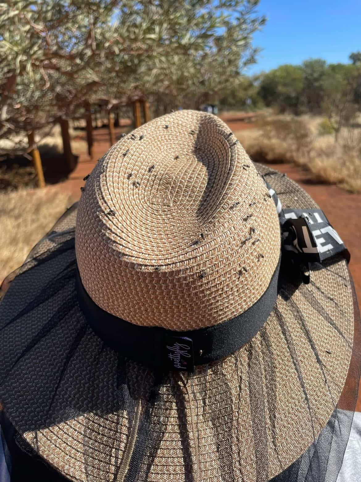Fly season in Australia: what you need to know before summer